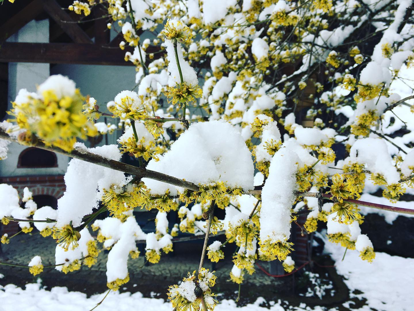 und dann ist alles mit #schnee bedeckt. 
#biene #carnica #bioaustria